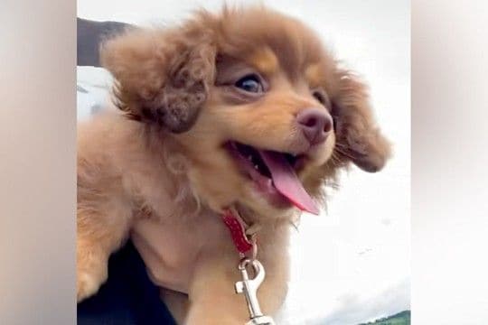 赤ちゃん犬を『抱っこしながらお散歩に連れて行った』結果→腕の中で楽しくなりすぎて…『悶絶級の行動』に反響「天使すぎる…」「癒された」