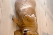 散歩にどうしても行きたくない犬→なぜか床で寝転がって…思わず笑ってしまう『抵抗の姿勢』が27万再生「お散歩キャンセル界隈」「癒される」