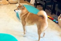 おばあちゃんが『犬に内緒で遊びに来た』結果→気配に気が付いて…『見つけた瞬間の光景』が微笑ましいと反響「大好きなんだね」