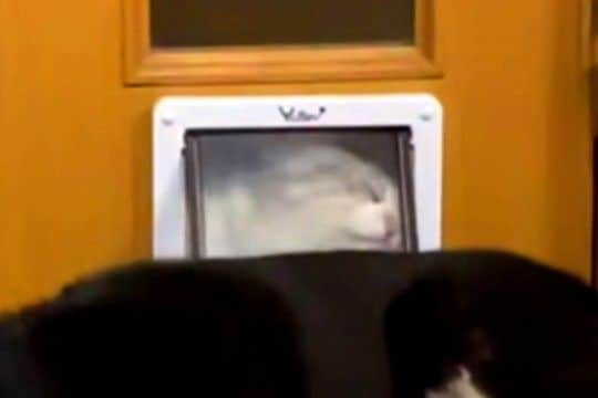 猫が『小さなドア』から部屋に入ろうとした結果→扉の向こうに『犬』がいて…思わずジワる『ハプニング』が81万再生「絶対わかってるやんww」