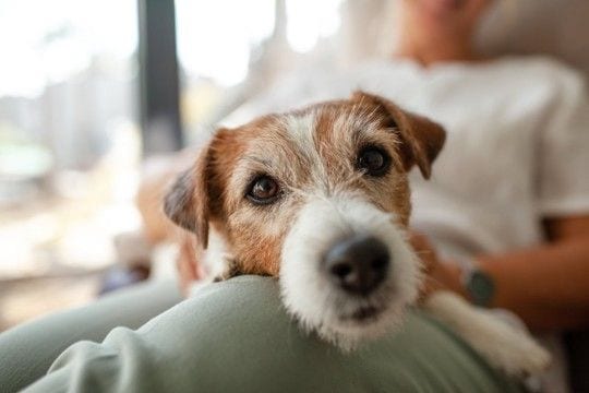 犬が人間にもたらす『7つの効果』愛犬との暮らしの中で得られるメリットや癒しの理由まで