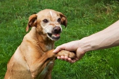 前足を触られて怒る犬