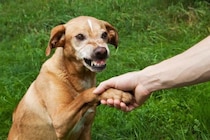犬を撫でるときの『絶対NG行為』5選　ワンコに恐怖心やトラウマを与える行動とは？