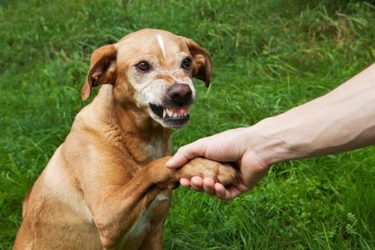犬を撫でるときの『絶対NG行為』5選　ワンコに恐怖心やトラウマを与える行動とは？