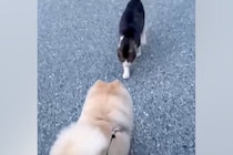 犬が『仲良しな野良猫』と遭遇した結果→イチャイチャしすぎて…可愛いが渋滞している『相思相愛な光景』に反響「モフモフ交流」「めり込んでて草」