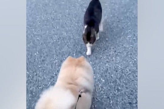 犬が『仲良しな野良猫』と遭遇した結果→イチャイチャしすぎて…可愛いが渋滞している『相思相愛な光景』に反響「モフモフ交流」「めり込んでて草」