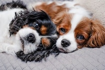 犬は『オス・メス』で性格が異なる？迎える前に必ず知っておくべき特徴の違いまで解説