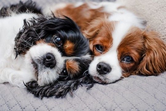 犬は『オス・メス』で性格が異なる?迎える前に必ず知っておくべき特徴の違いまで解説