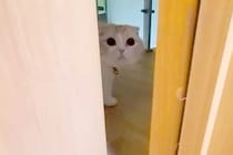 ドアの向こうから『犬がいません』と呼びに来た猫→一緒に探した結果…発見後の『愛おしい行動』が67万再生「大好きだもんね」「何してたのｗ」