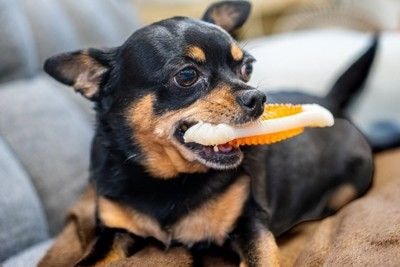 デンタルトイを咥えるチワワ