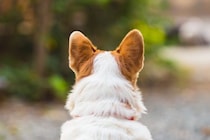 犬が飼い主を『無視する』心理５選　わざとやってる？呼んでも来てくれない理由まで解説