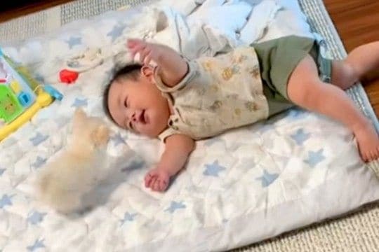 赤ちゃんと極小子犬が『同じように育った』結果→一緒に大きくなっていって…涙溢れる『成長の軌跡』が438万再生「まるで相棒」「幸せの渋滞」