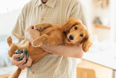 抱っこ、茶のダックス