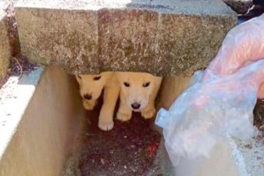 山の中で捨てられ、放置された『2匹の小さな子犬』→水も飲めないほど怖がっていて…保護後の『嘘のような表情』に感動「幸せそう」「涙出た…」