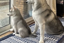出かける父を『ピシッ』とお見送りするハスキー犬2匹→母の場合は…あからさまな『対応の差』が12万表示「ハッキリしすぎてて草」「笑ったｗ」