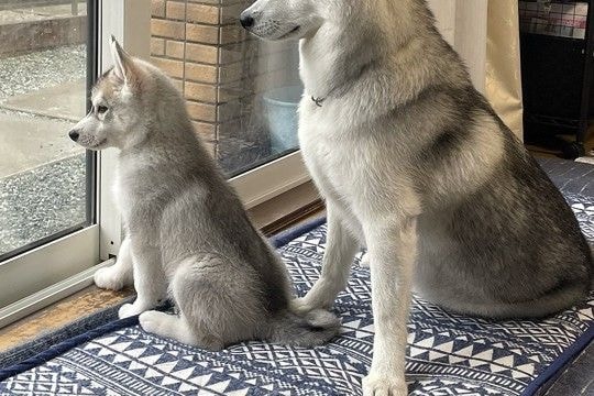 出かける父を『ピシッ』とお見送りするハスキー犬2匹→母の場合は…あからさまな『対応の差』が12万表示「ハッキリしすぎてて草」「笑ったw」