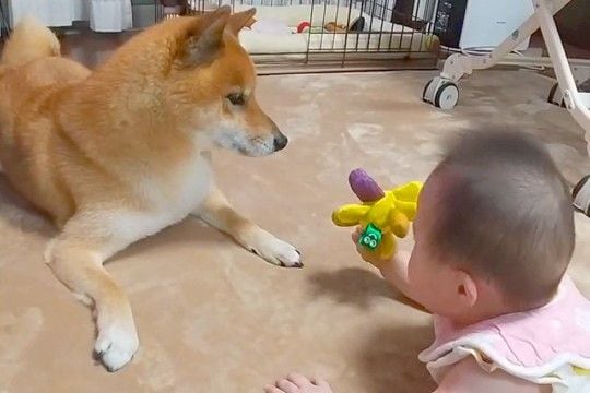 赤ちゃんを『家族』として認めていない犬→目をまったく合わせずに…6年後の『感動的な現在』が112万再生「全私が号泣した」「なんて素敵な話」