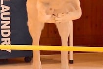 ハードルが得意な大型犬→飛ぶ瞬間を撮影してみた結果…想像と違った『飛び方と表情』に2万いいね「おててがｗｗ」「なんか悲しそうなの草」