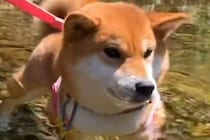 初めて川に遊びにきた犬→『大はしゃぎで泳ぐかな』と思いきや…予想外だった『楽しみ方』が可愛すぎると反響「足湯ｗｗ」「気持ち良さそう」
