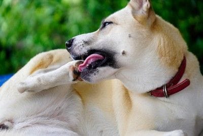 足の肉球を舐める犬