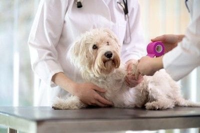 診察を受ける犬