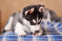 犬が『肉球を舐めてしまう』理由3つ　止めさせる方法や処置が必要な症状まで