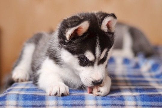 犬が『肉球を舐めてしまう』理由3つ 止めさせる方法や処置が必要な症状まで