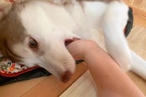 噛みグセが酷かったハスキーの子犬→服は破られ、腕は傷だらけで…衝撃的な『改善方法』に3万いいね「仲間がいて嬉しい」「ナイス奇行ｗ」と爆笑