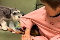 おばあちゃんと遊びたい犬→勢いあまって『手を甘噛みしてしまった』結果…愛おしすぎる『反省ポーズ』に反響「可愛いかまってちゃん」「萌える」
