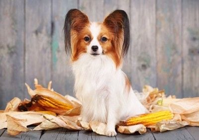 トウモロコシと犬