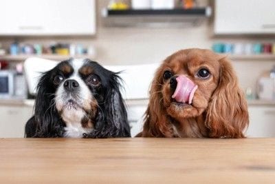 テーブルから顔を出す犬たち