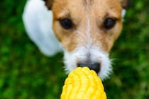 犬に『トウモロコシ』を与えるときのタブー行為５選　絶対NGな食べさせ方や一日の適正量まで