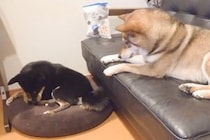 オヤツを1粒だけ残している犬→妹犬が『ちょうだい！』と訴えたら…あまりにも尊い行動に反響「優しいお兄ちゃん」「ありがとうが怖いんよｗ」