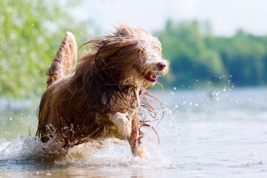 重症化した場合の死亡率は50%も…犬の『熱中症』のサインとは?特に『リスクが高い犬種』や正しい応急処置【獣医師執筆】