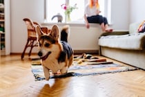 犬が家の中で『大騒ぎする』心理4つ　なぜ暴れてしまうの？おとなしくさせるコツまでご紹介