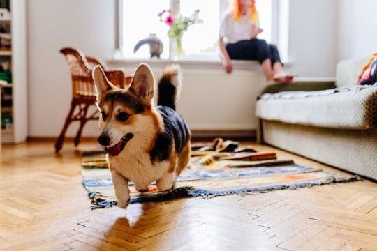 犬が家の中で『大騒ぎする』心理4つ なぜ暴れてしまうの?おとなしくさせるコツまでご紹介