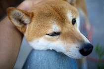 犬が飼い主の服に『スリスリしてくる』心理5つ　愛犬が体を擦りつけてくる理由とは？
