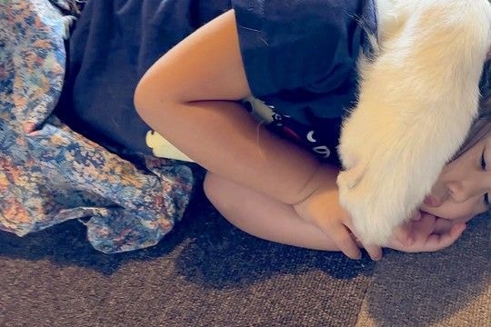 3歳の女の子と超大型犬が『一緒にお昼寝した』結果→とんでもなく愛おしい『寝かしつけの方法』に4万いいね「ホールドw」「愛が溢れてる」