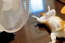 暑い日、扇風機の前から動かない犬→無防備にお腹を見せて…完全に『人間化』している光景に反響「休日のおっさんで草」「めっちゃ可愛いｗ」