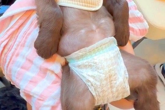 初めて病院に来た子犬→『待合室で怖がってしまうかな』と心配していたら…まさかの『大物すぎる光景』が188万再生「犬生何周目?」「人みたい」