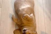 散歩にどうしても行きたくない犬→なぜか床で寝転がって…思わず笑ってしまう『抵抗の姿勢』が27万再生「お散歩キャンセル界隈」「癒される」