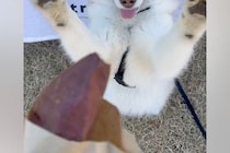 焼き芋を買ってもらった大型犬→目の前に出してあげると…まるで『小学生の子供のような喜び方』に1万いいね「可愛いリアクション」「嬉しそう」