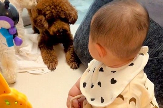 赤ちゃんに吠えまくる犬→同居犬が止めるために駆け寄って…想像以上の『圧のかけ方』が32万再生「ゼロ距離で草」「本人なにもわかってないw」