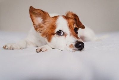 耳を立てている犬