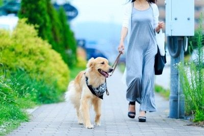 散歩する大型犬