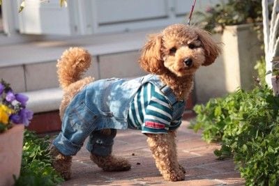 服を着て散歩する犬