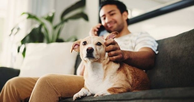 犬を『人間扱い』絶対NGな理由６選　人と同じように接することで起こり得るトラブルやリスクまで