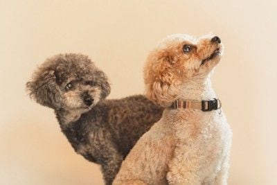 首輪をした犬