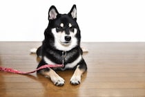 犬が命を落とすかもしれない『危険な首輪』5つ　購入前に必ずすべきチェック項目まで
