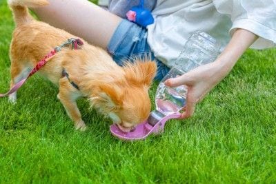 水分補給するチワワ
